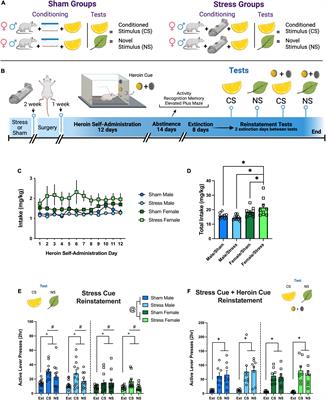 Complex Interactions Between Sex and Stress on Heroin Seeking